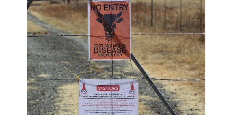Lesotho confirms FMD outbreak near border with South Africa