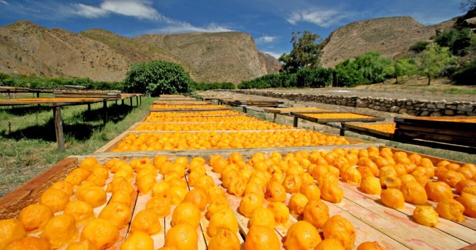 South Africa: Middle East conflict has forced South African farmers to count the costs