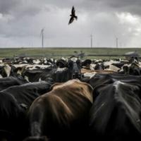 South African cattle farmers are struggling with the foot-and-mouth disaster. National News