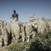 The global mohair supply thrives in the desert of South Africa. National News