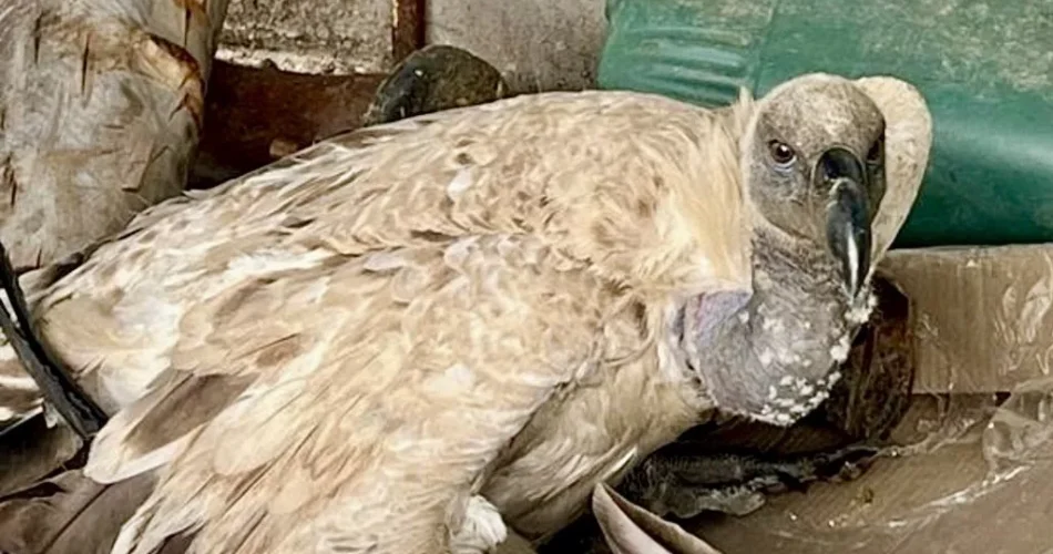 Facebook wildlife trade exposed in global report