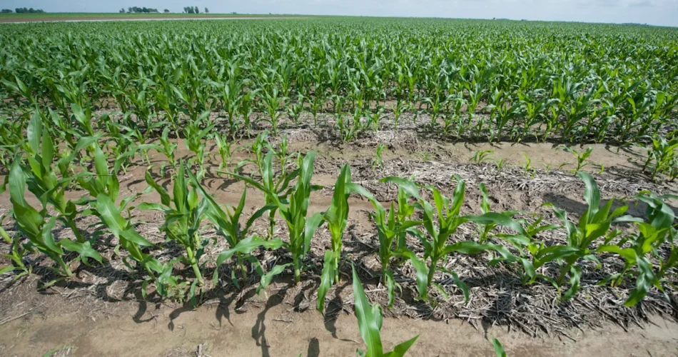 Mississippi's historic black farming hub hit when white South Africans took over farm jobs