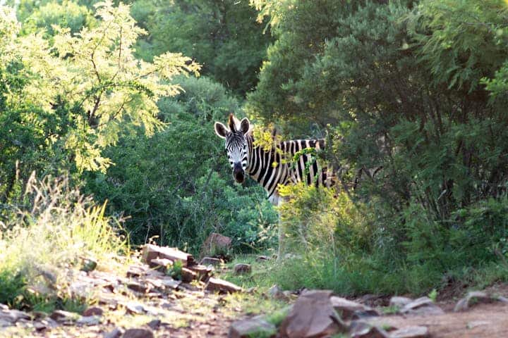 South Africa's biodiversity crisis: Government calls for private investment - LNN