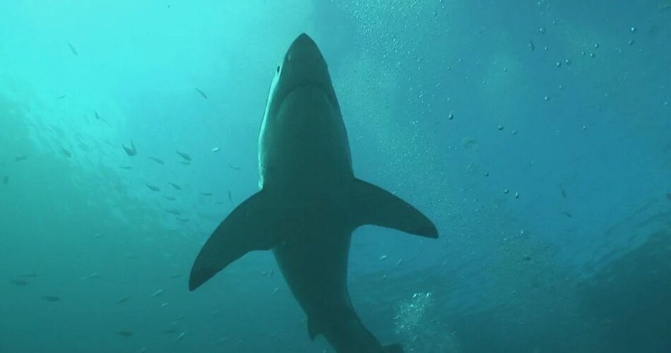 South Africa's great white sharks mysteriously disappear. Scientists are unable to agree on who or what is to blame.