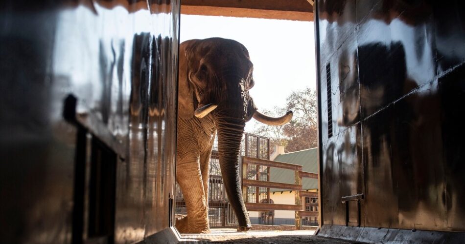Animal welfare groups say three elephants at a South African zoo are depressed and are suing to relocate them