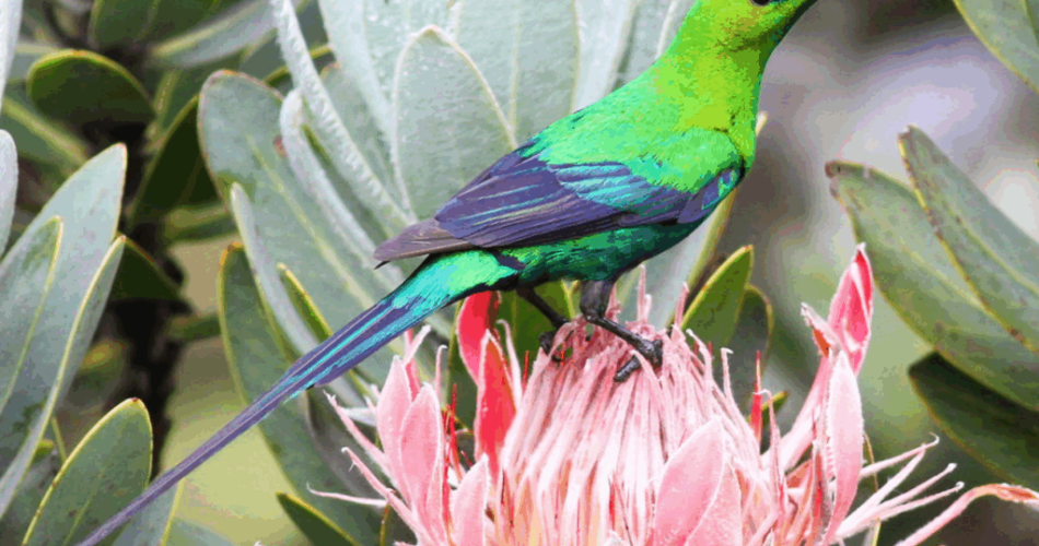 Busting six South African conservation myths - 2oceansvibe News