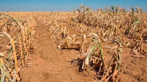 In addition to the Iran war, South African farms face threat from El Nino drought