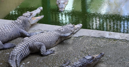 Missing South African hotel owner found dead inside crocodile after Komati River floods