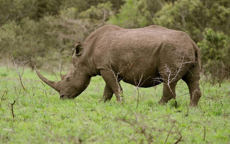 South Africa launches murder investigation after safari tourist dies